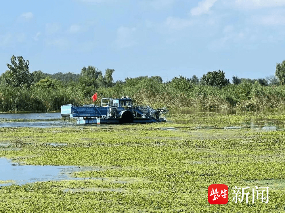 手机号注销后:泰州一公园暂停水草打捞，为“水凤凰”繁殖地“让路”