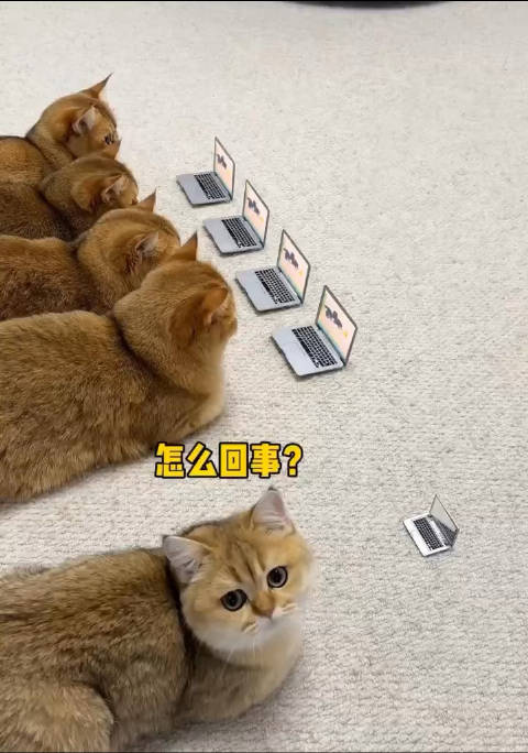 一猫客户端猫盘pc客户端