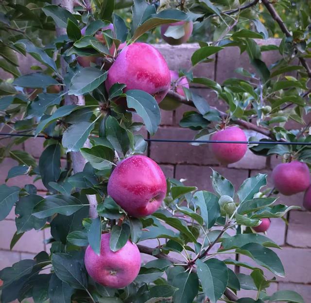 柿子苹果版(苹果柿子怎么使它变熟)-第3张图片-QuickQ官网