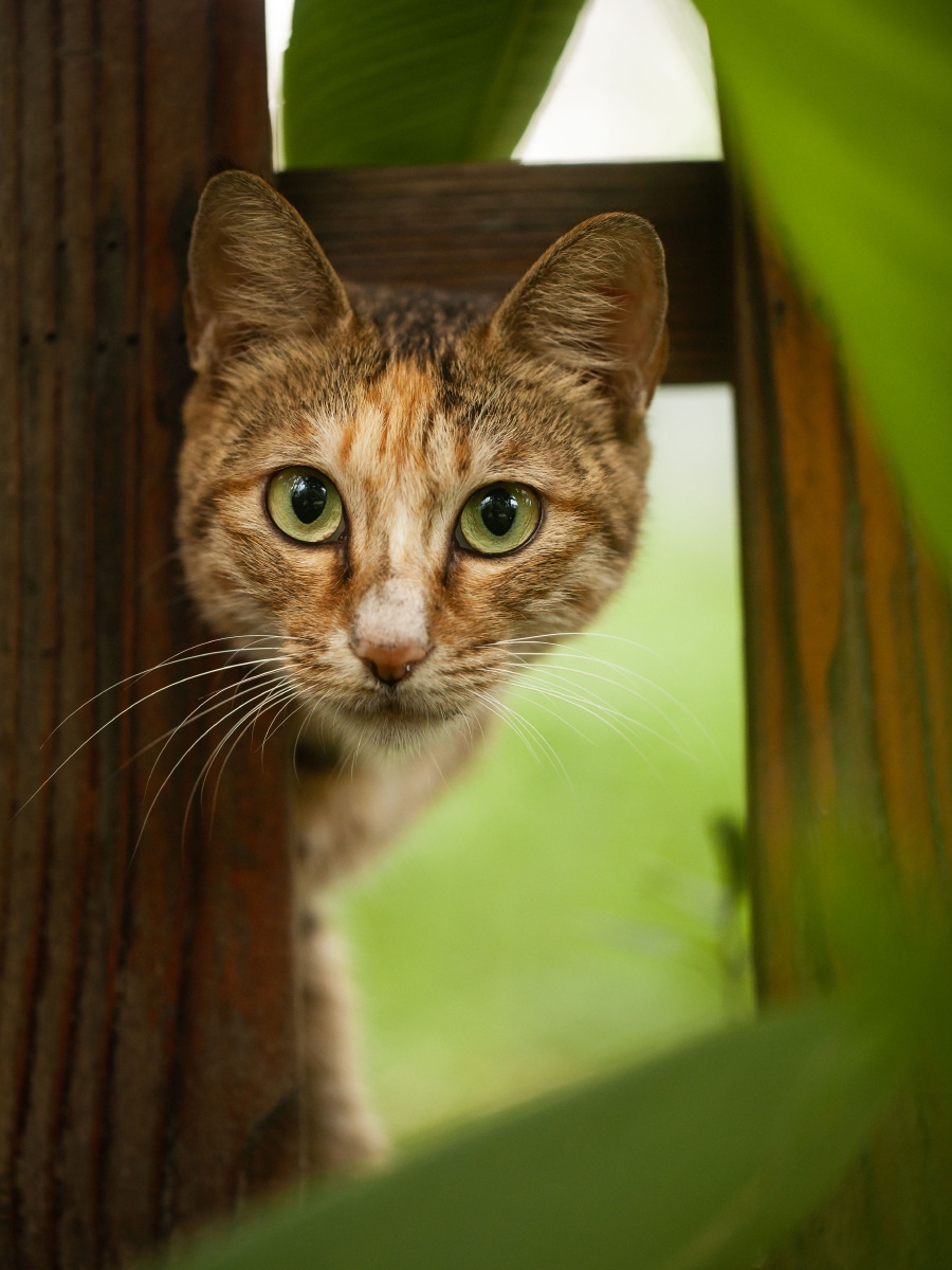 野猫直播手机版自定义(野猫盒子直播)-第4张图片-QuickQ官网